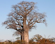 Makgadikgadi Pans